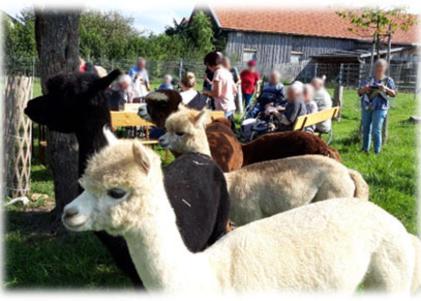 Senioren bei Besuch des Lamahofs 