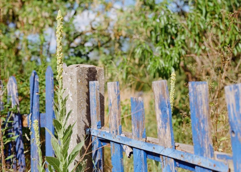 Im Vordergrund: Ausschnitt eines blauen alten Zauns, im Hintergrund: Bäume und Sträucher