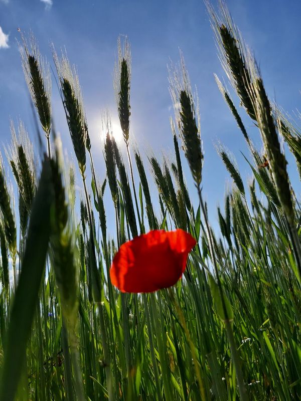 Mohnblumen