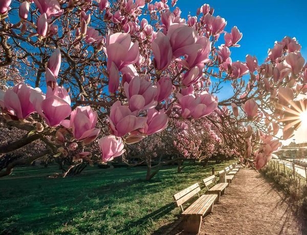 Magnolienhain Aschaffenburg