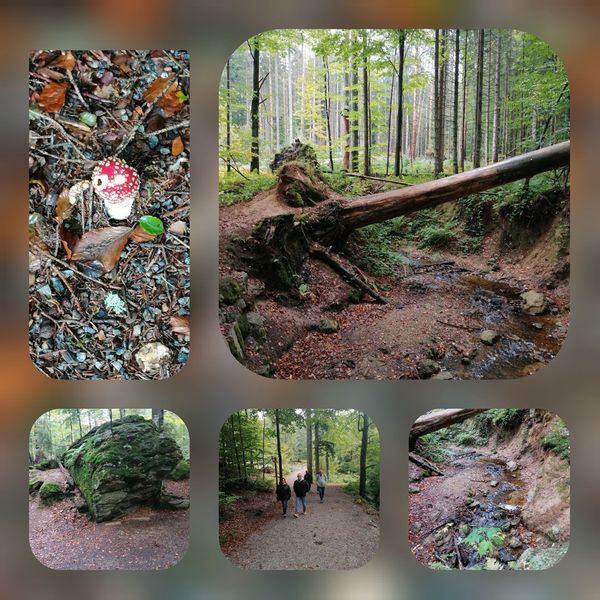 Nationalpark Bayrischer Wald