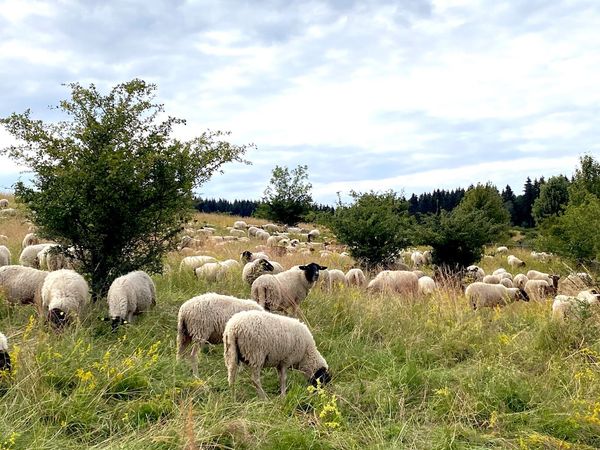 Die Herde Rhön Schafe