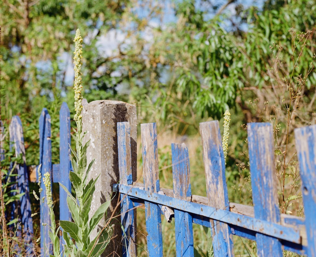 Im Vordergrund: Ausschnitt eines blauen alten Zauns, im Hintergrund: Bäume und Sträucher
