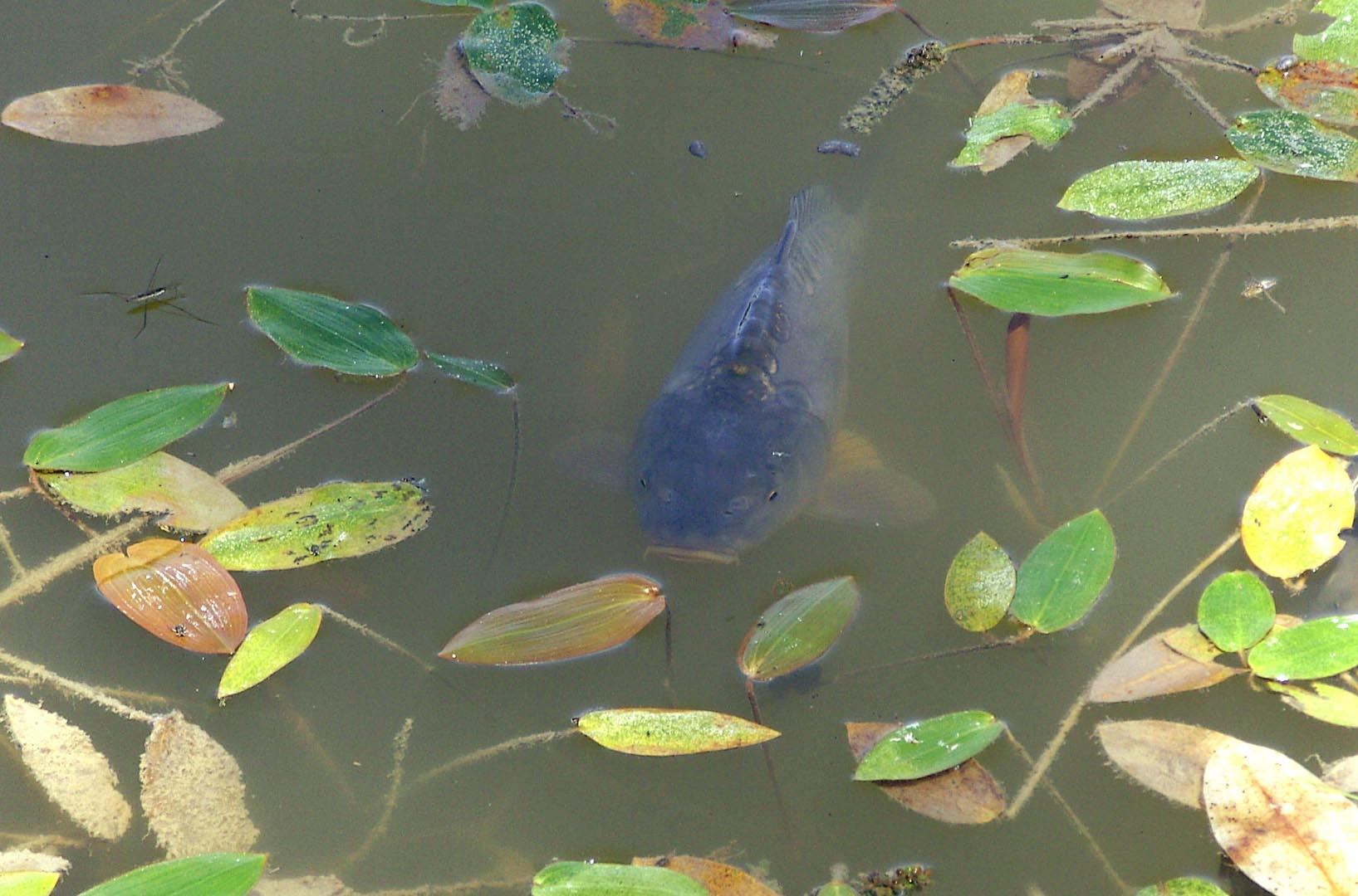 Spiegelkarpfen im Teich bei Tirschenreuth