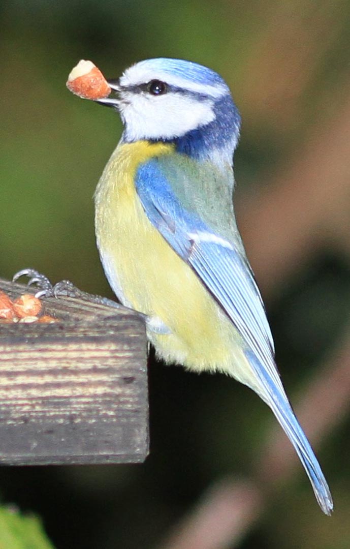 Blaumeise mit Erdnuss