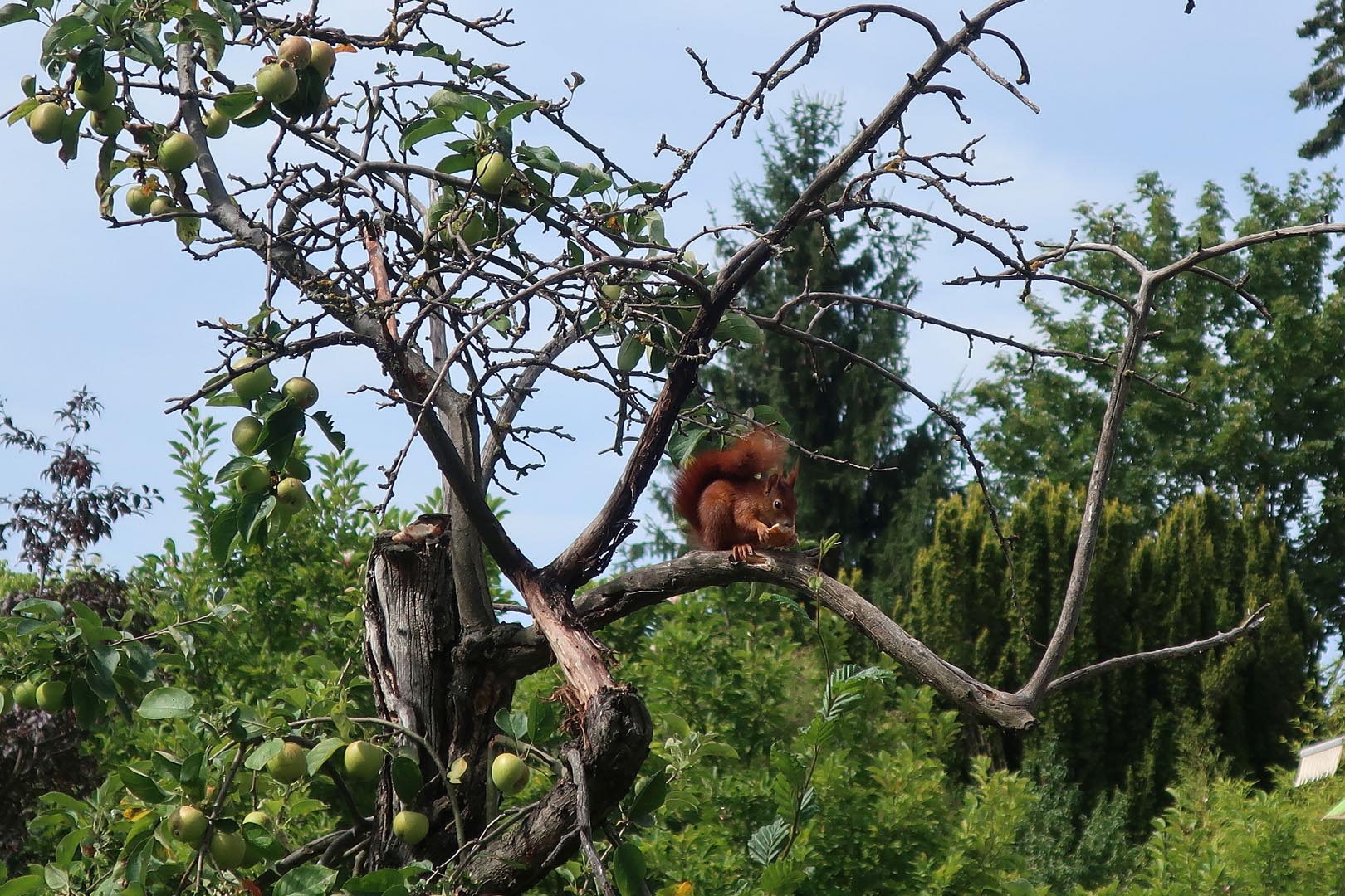 Eichhörnchen und Apfelbaum