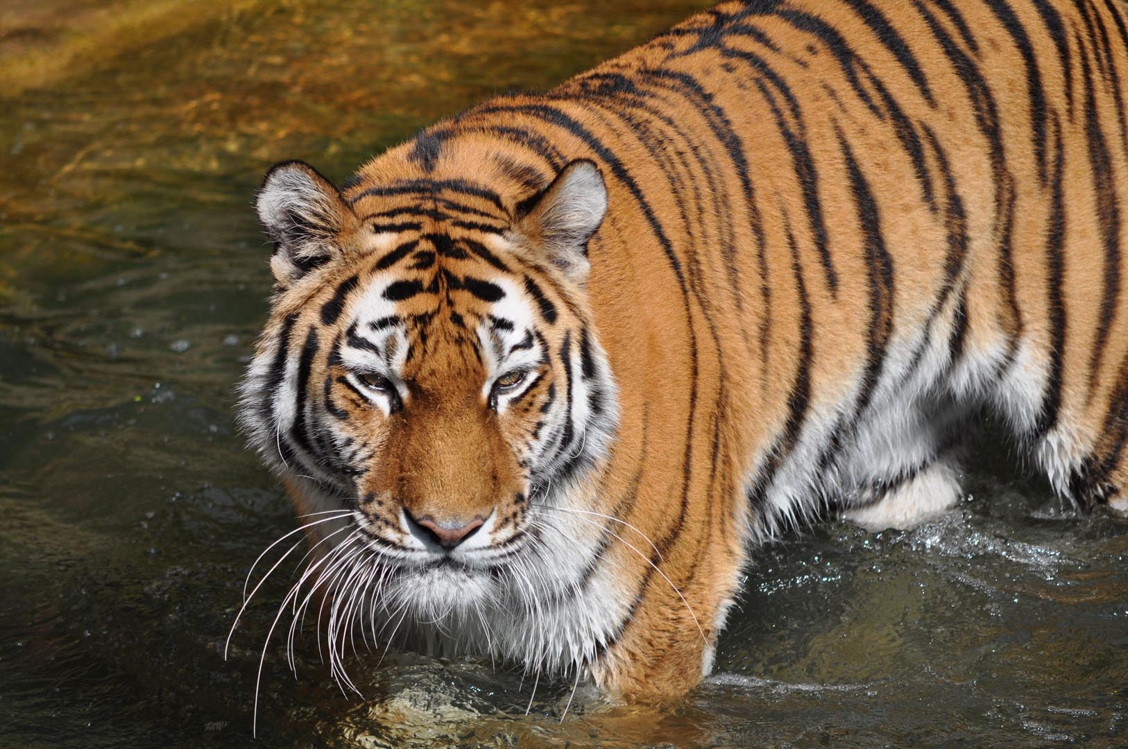 Tiger im Tiergarten Nürnberg