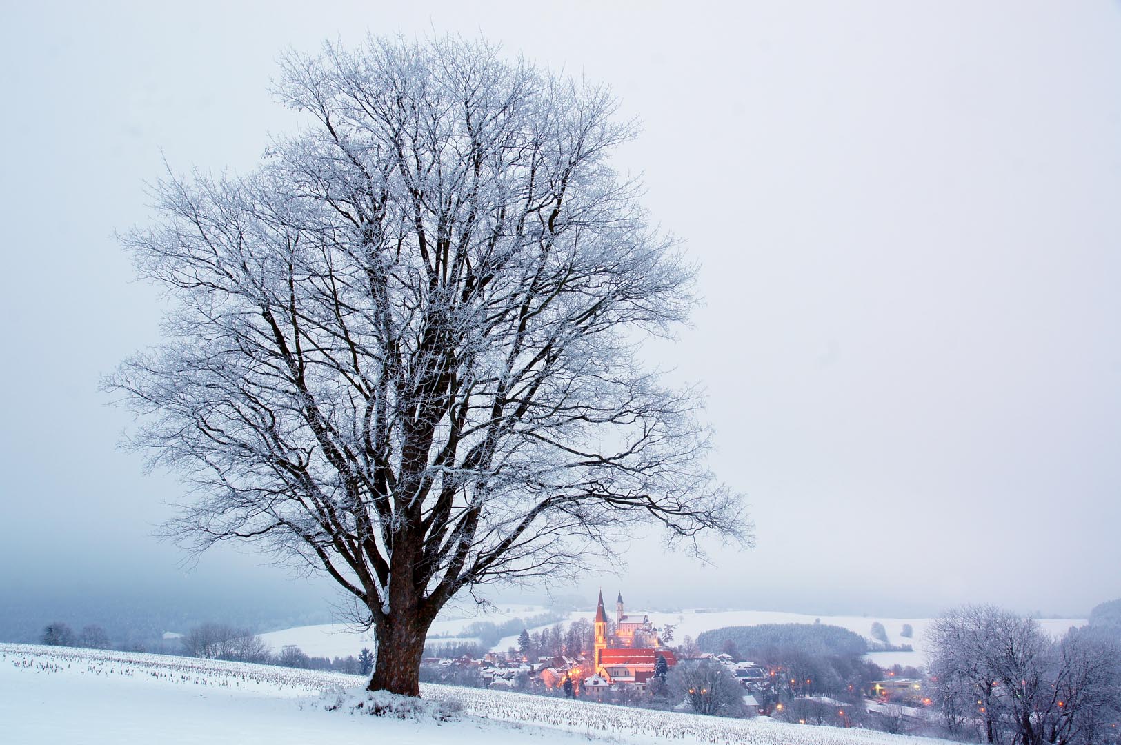 Einsamer Baum