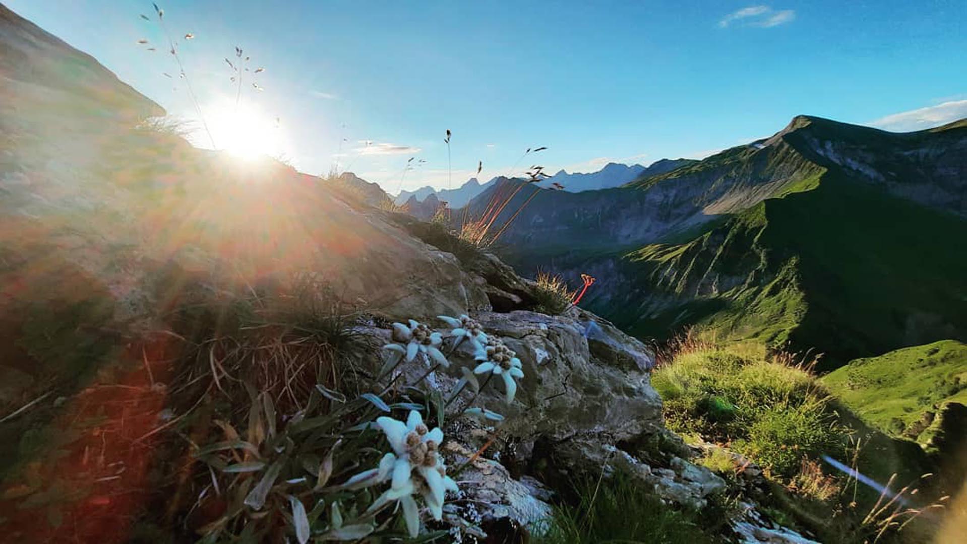 Sonnenaufgang über Edelweiß im Allgäu