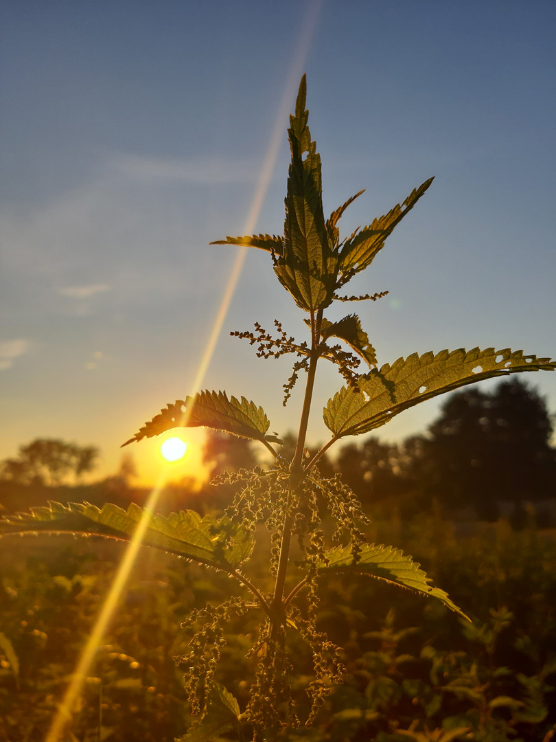 Brennessel im Sonnenlicht