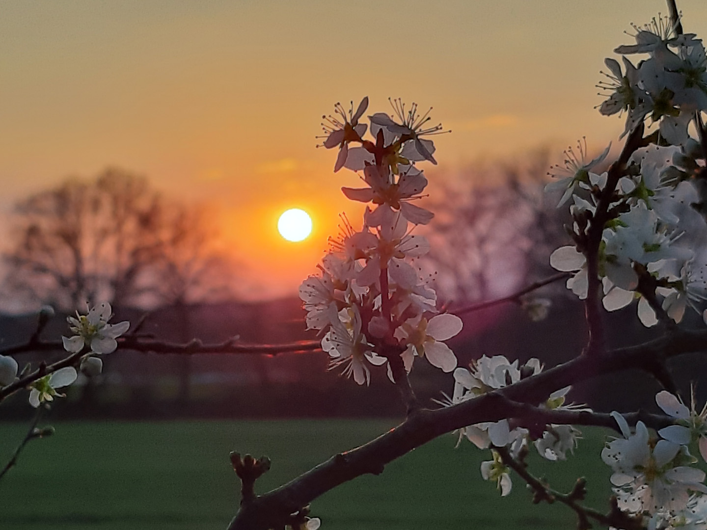 Frühlingsblüten im Sonnenuntergang