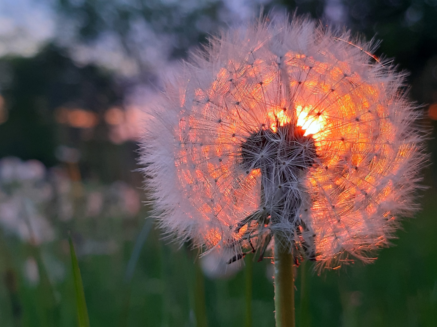 Pusteblume