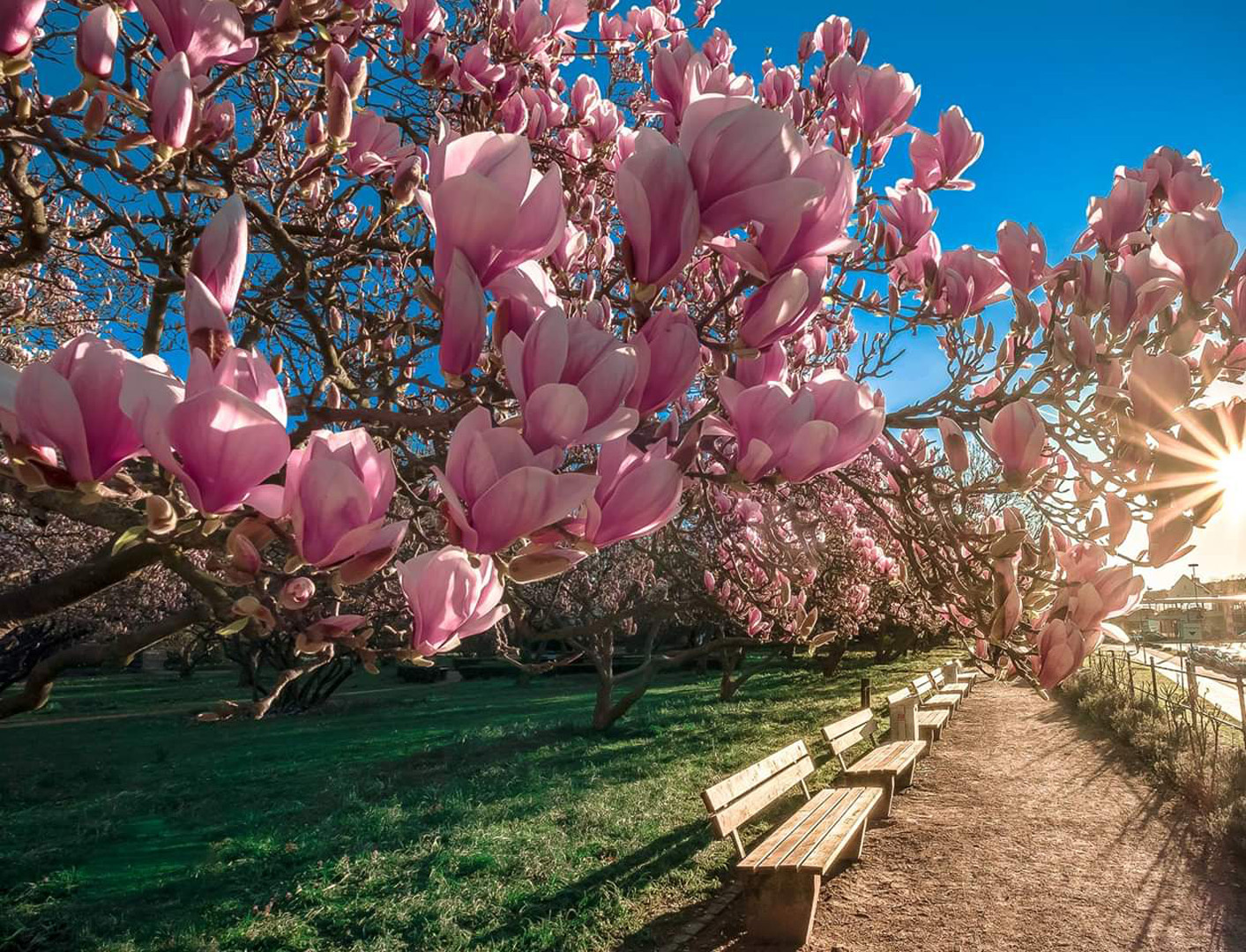 Magnolienhain Aschaffenburg 