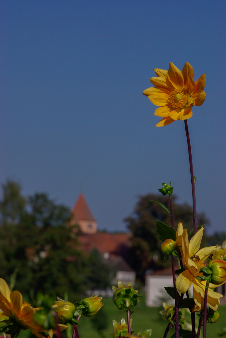 Dahlie mit Blick auf Gustenfelden