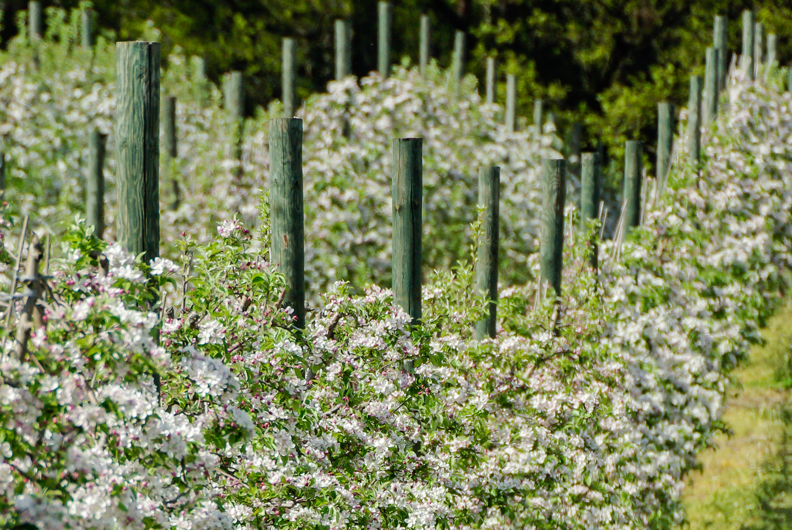 Apfelblüte im Schwabachtal