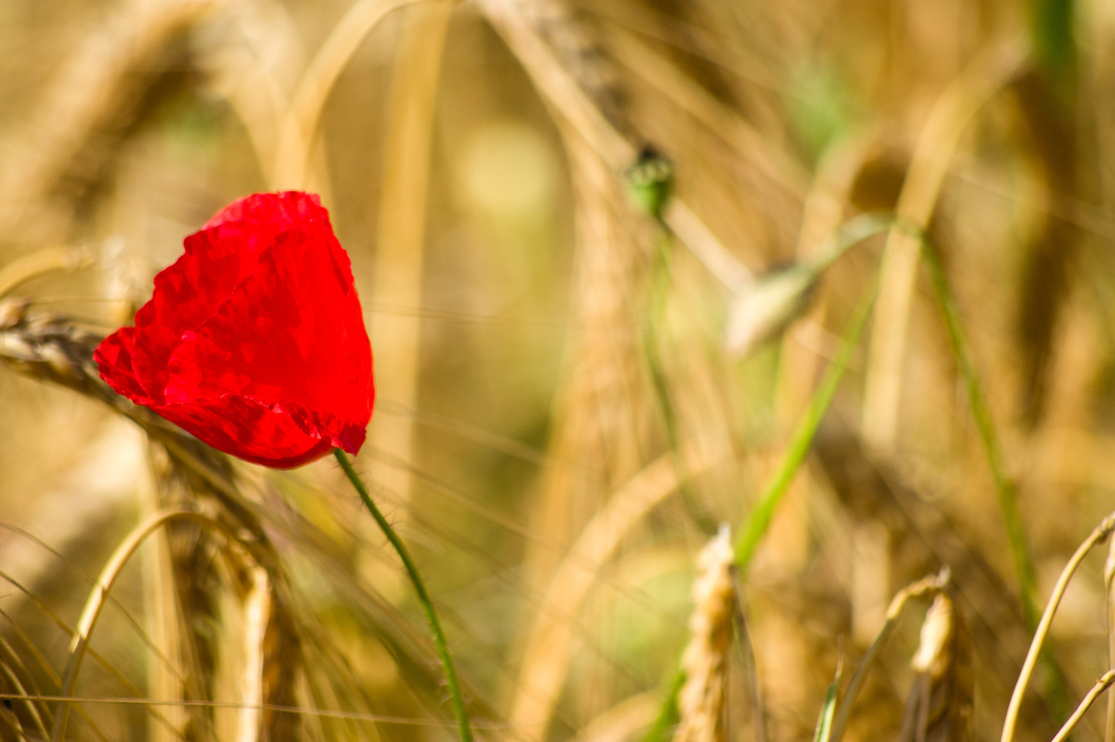 Mohn im Getreidefeld