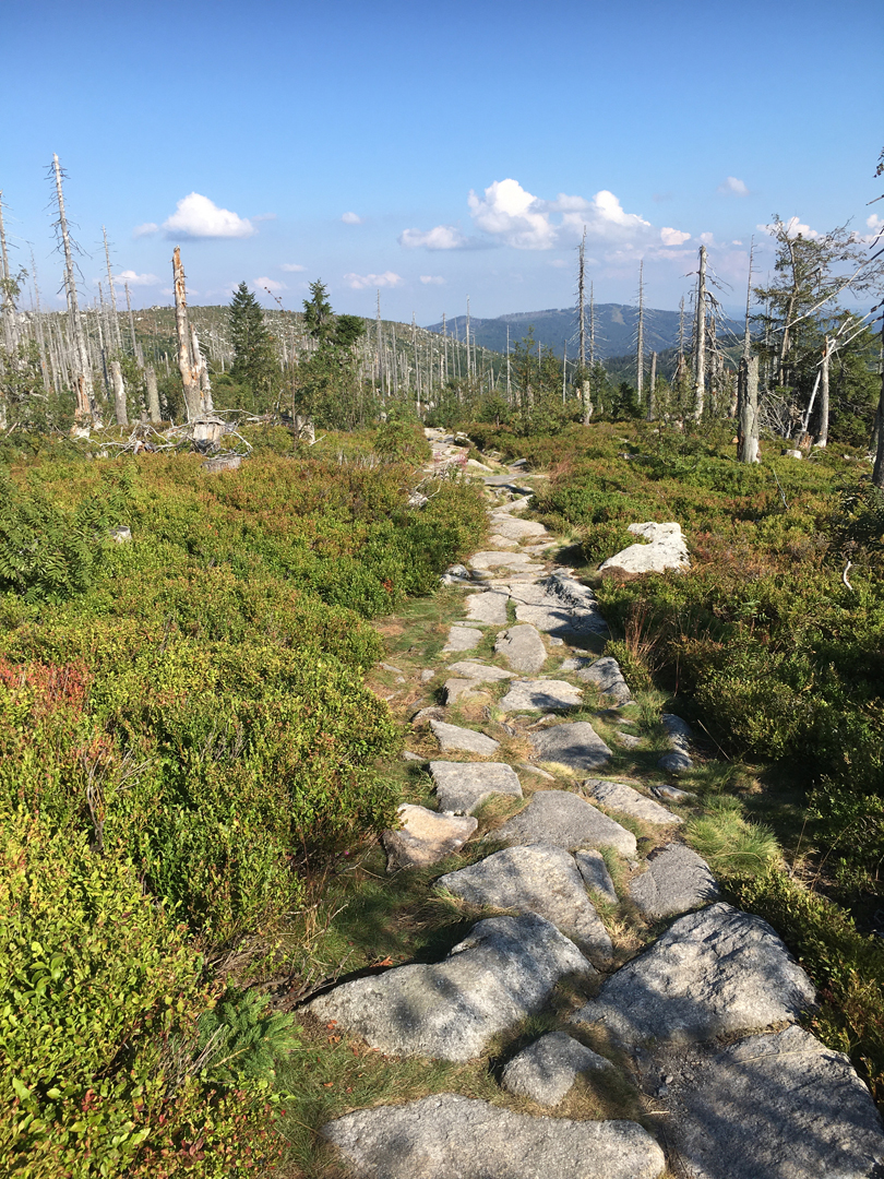 Bayerischer Wald 