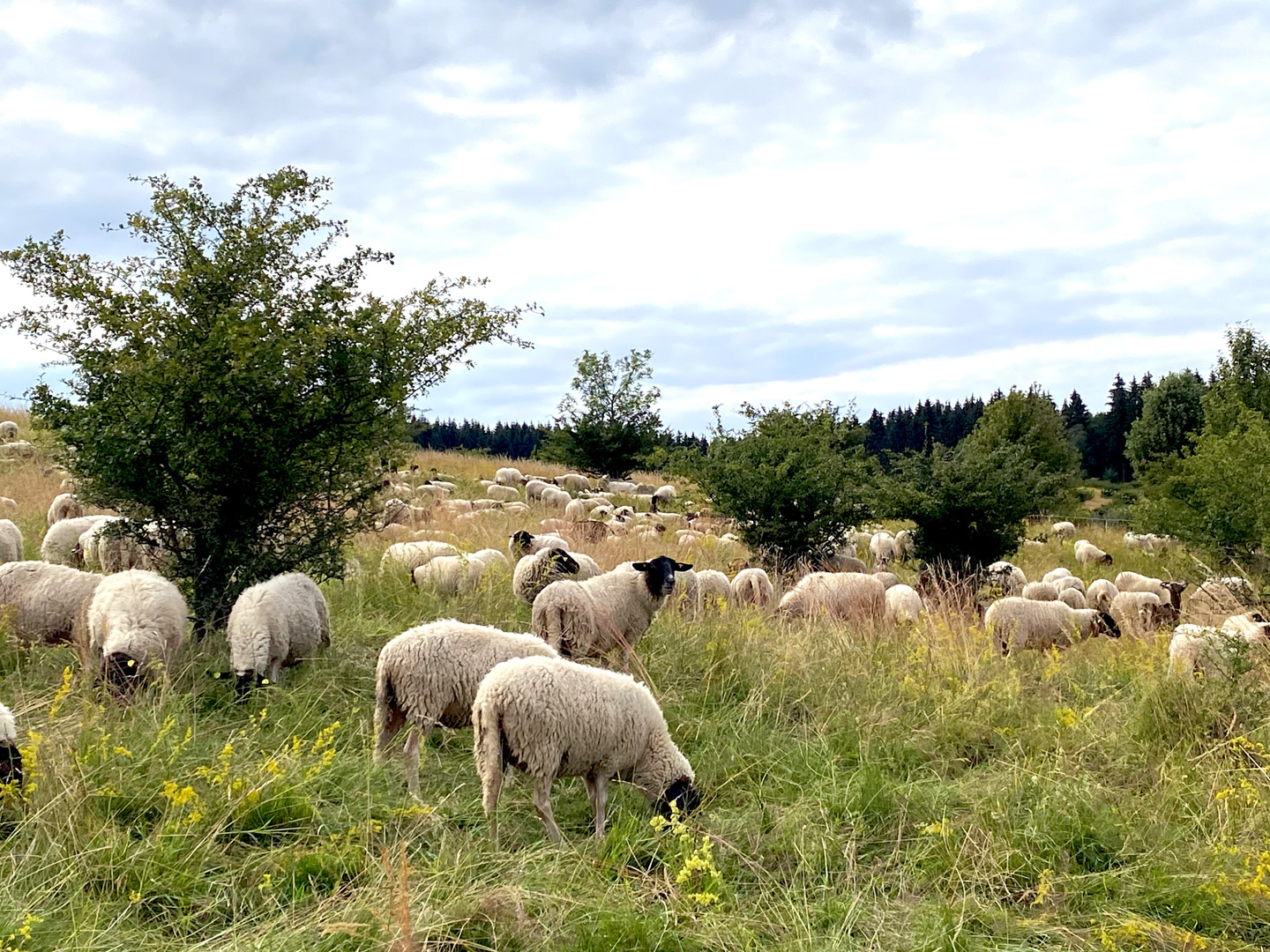 Die Herde Rhön Schafe 