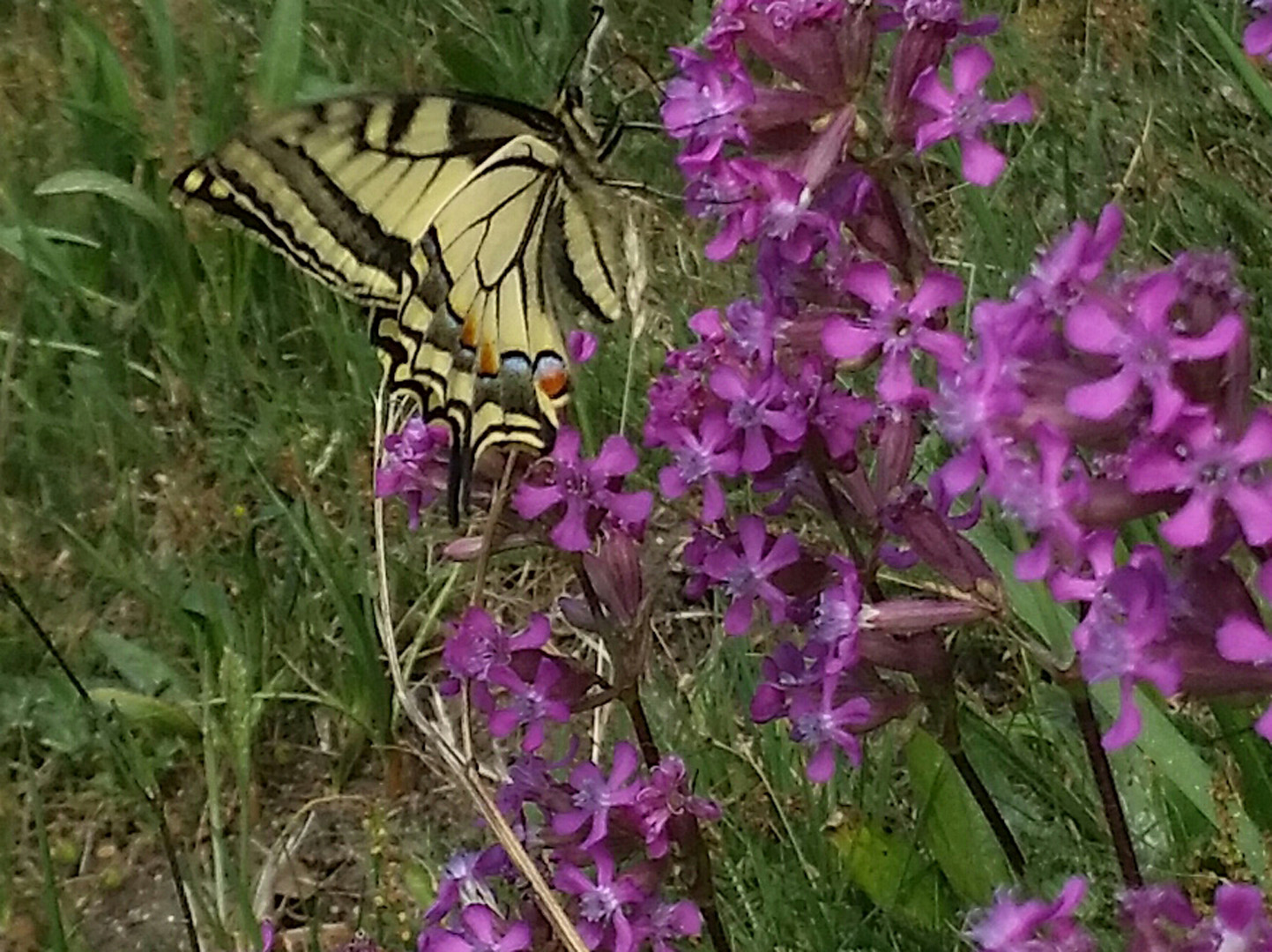 Schmetterling Schwalbenschwanz