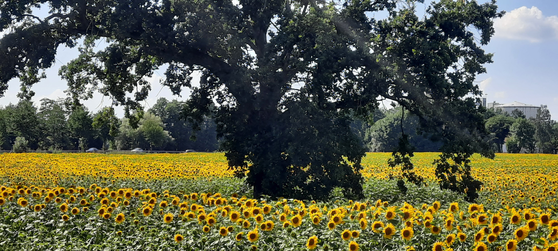 Sonnenblumenfeld in Schrobenhausen