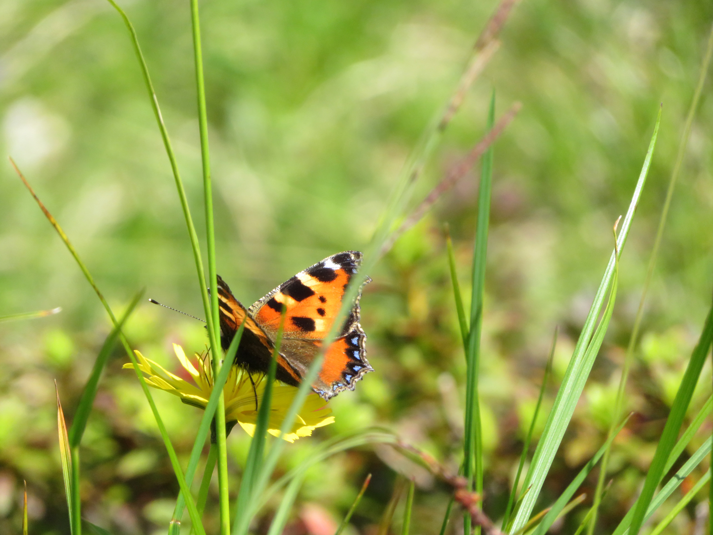 Kleine Naturfreuden