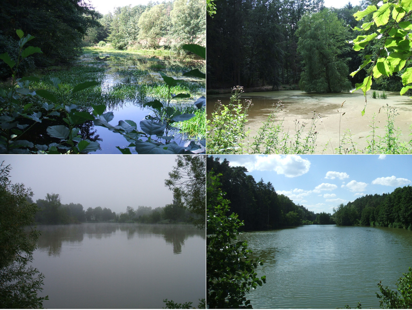 Weiher im Wald